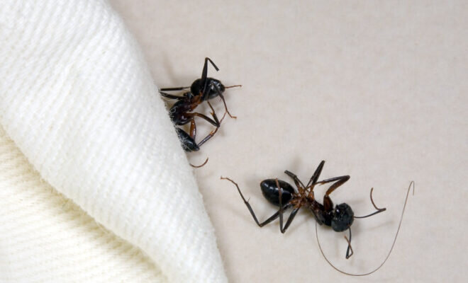 Фотография взята из интернета