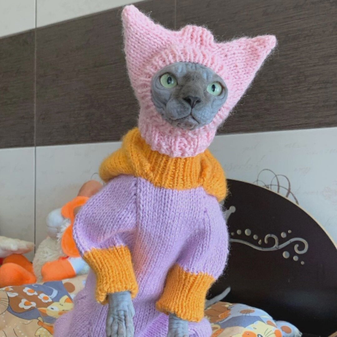 на котика надели теплый костюм и он не понимает почему над ним смеются, хихи