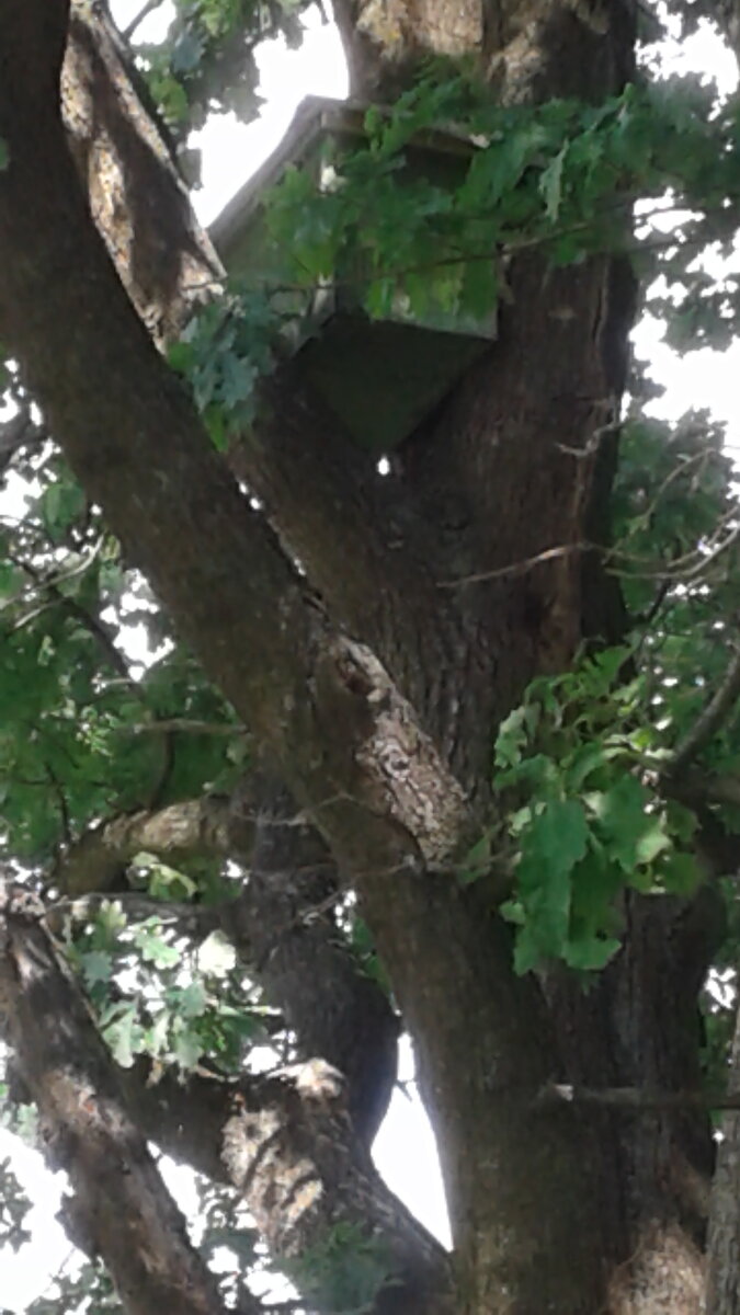 ду ИМЕРНО НА ВЫСОТЕ 4 МЕТРОВ. Я ДУМАЛ-ДУМАЛ ЧТО ЭТО ТАКОЕ И ЧТО ТАМ ВНУТРИ,ХОДИЛ КРУГАМИ ВОКРУГ НО ЧТО ЭТО НЕПОНЯЛ. РЕШИЛ ЛЕЗТИ НА ДЕРЕВО,НО ВОВРЕМЯ ОДУМАЛСЯ,ИНАЧЕ МНЕ ПРИШЛОСЬ БЫ ПЛОХО. ПОТОМ НАШЕЛ ДЛИННУЮ ПАЛКУ И ПОСТУЧАЛ ПО  СУНДУКУ. ВНУТРИ НАЧАЛОСЬ КАКОЕ ТО ШЕВЕЛЕНИЕ И ЖУЖЖАНИЕ.А ПОТОМ НАЧАЛИ ВЫЛЕТАТЬ ПЧЕЛЫ.СУНДУК ОКАЗАЛСЯ УЛЕЕМ! Я БЫСТРО РЕТИРОВАЛСЯ ОТ ГРЕХА ПОДАЛЬШЕ! ОСТАЛОСЬ НЕПОНЯТНО КАК ЕГО ЗАТАЩИЛИ НА ТАКУЮ ВЫСОТУ?БЛИЖЕ К ОСЕНИ ПРОХОДИЛ МИМО ЭТОГО МЕСТА,ЕГО УЖЕ НЕ БЫЛО.