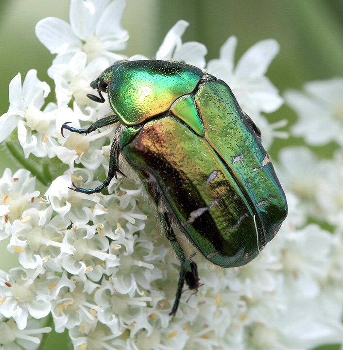 Бронзовка золотистая.
