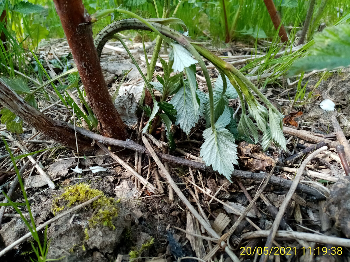 Склонённая малина