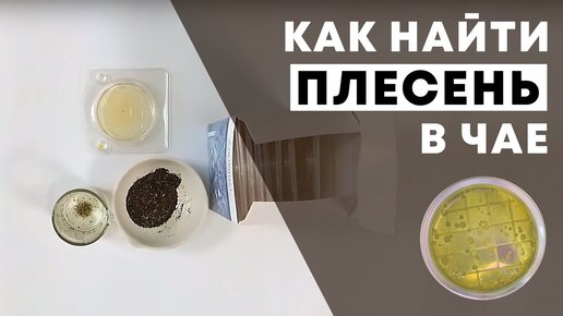 Как обнаружить плесень в чае?