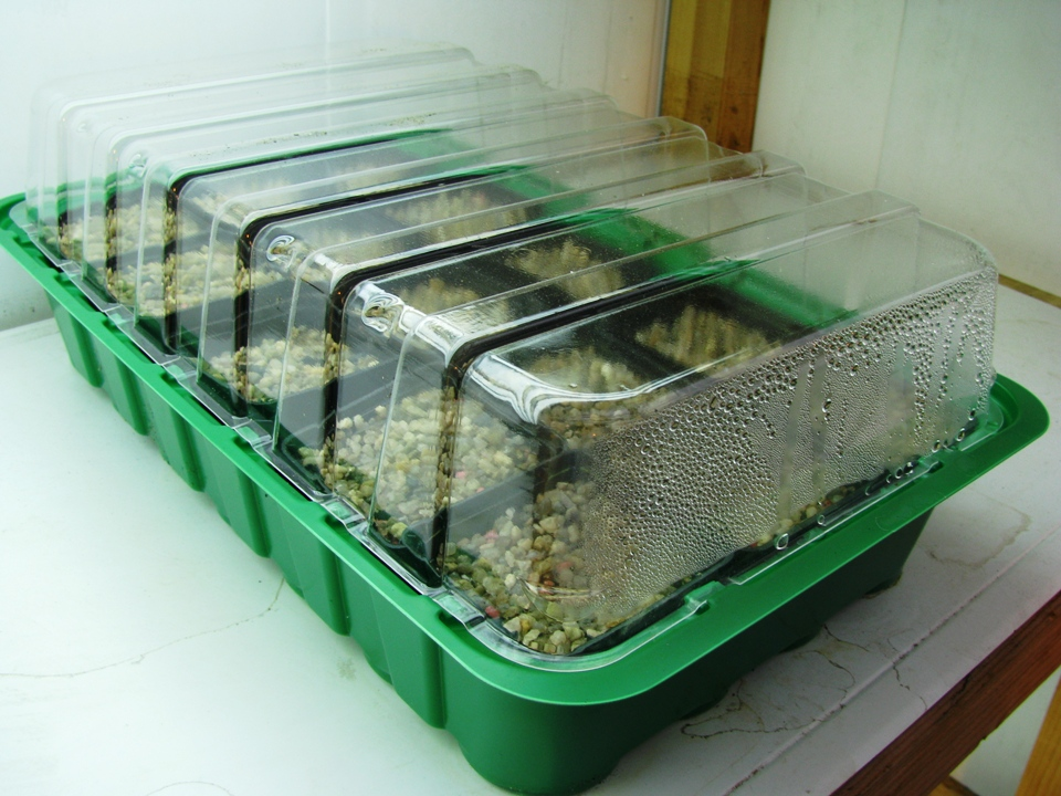 фото из открытых источников, домашняя тепличка