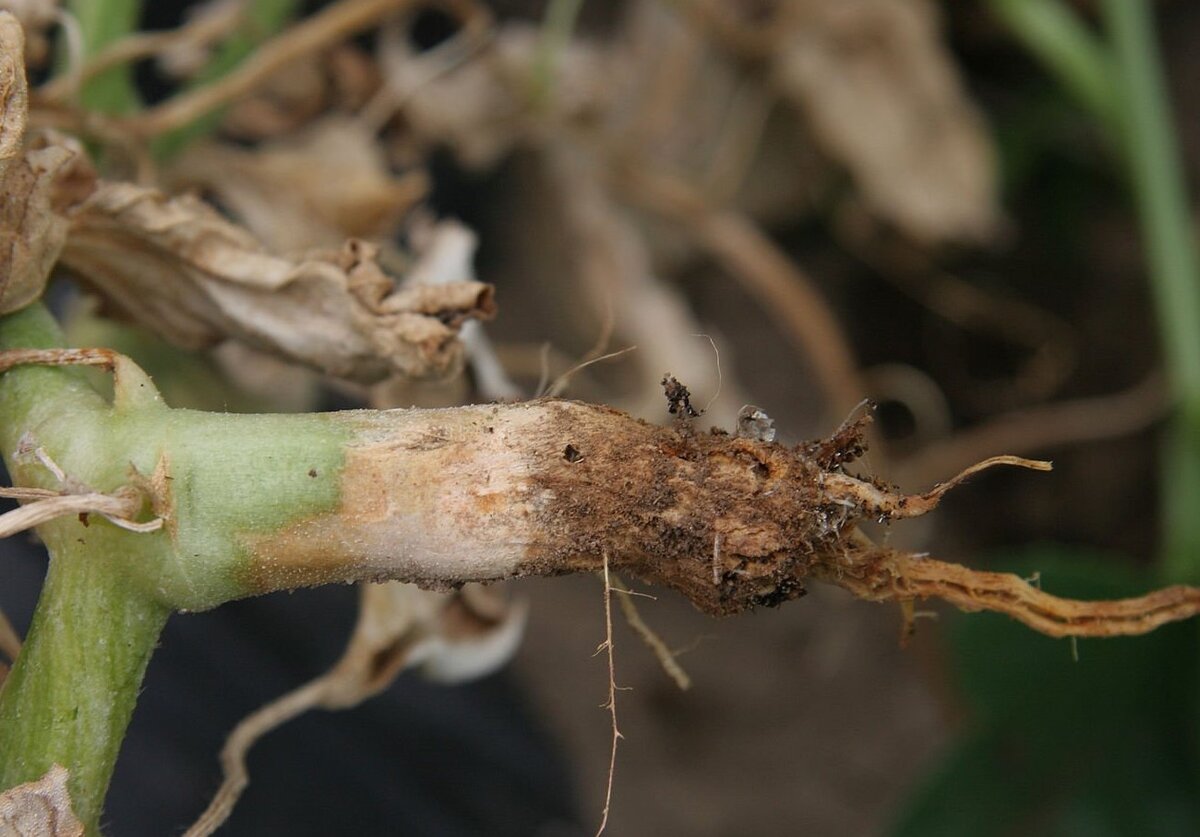 Прикорневая гниль огурцов. Корневая гниль у огурцов что делать. Фитофтороз на рассаде томатов. Корневая и прикорневая гниль огурцов. Прикорневые гнили огурцов.