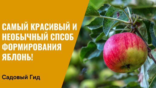 ТАК ЯБЛОНИ ВЫ ЕЩЕ НЕ ФОРМИРОВАЛИ! УДИВИТЕЛЬНОЕ РЕШЕНИЕ, КОТОРОЕ ПРОСТО ИСПОЛНИТЬ!