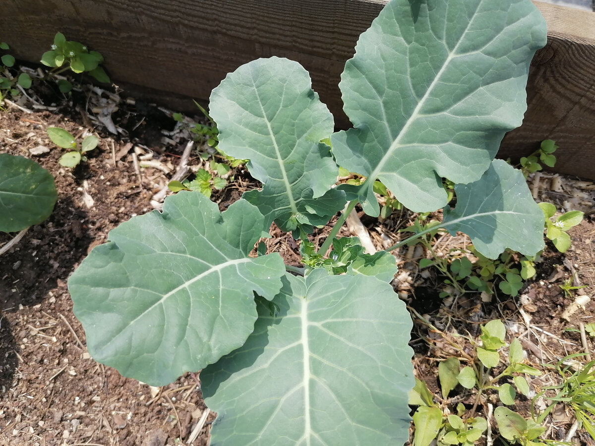 В этом году как и всегда понемножку посадила цветной, кольраби, брокколи и белокочанной. Всего понемножку, но нам точно этого хватит.