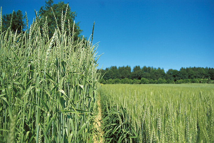 Спельта (слева) и пшеница (справа).