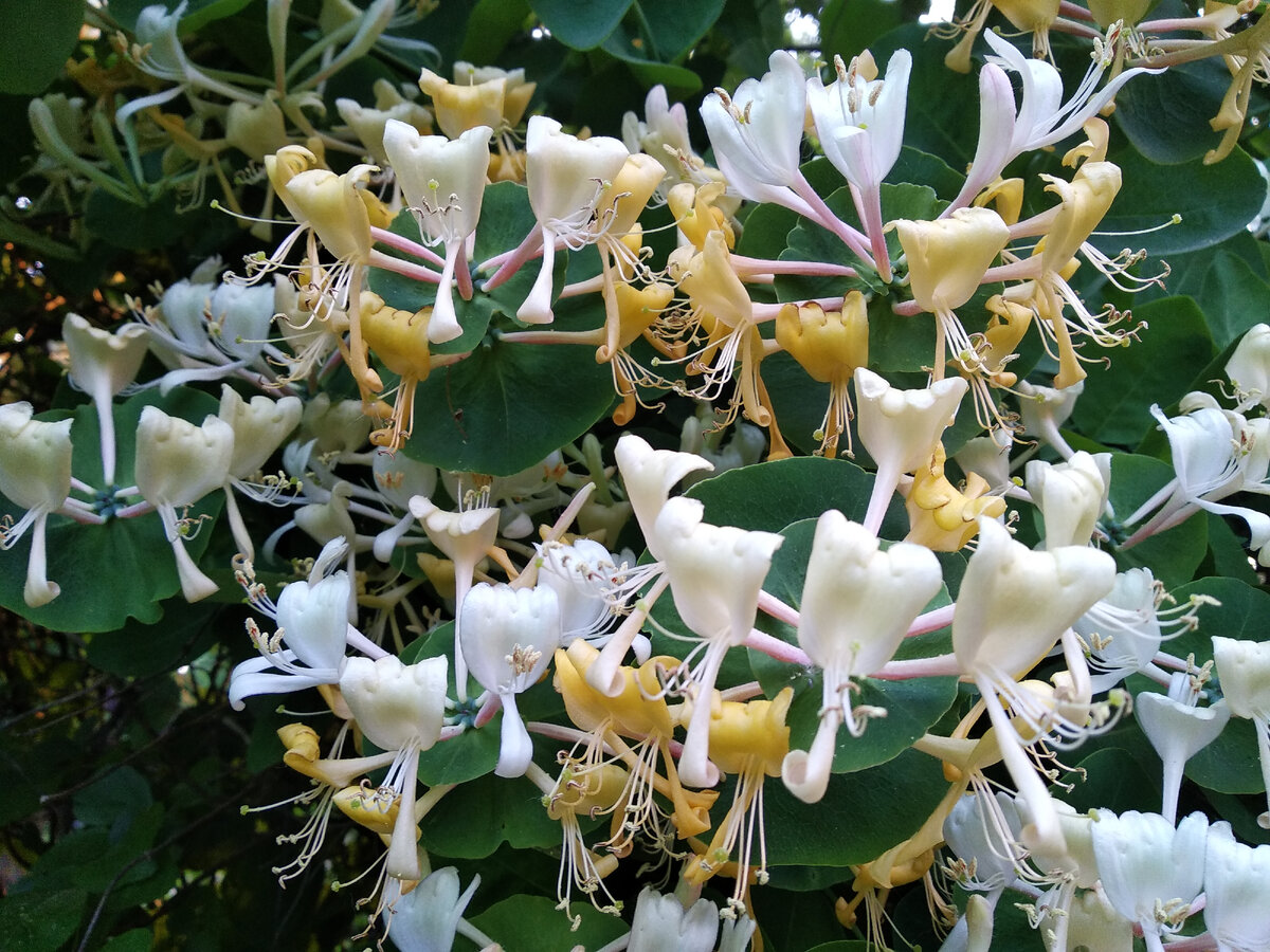 Жимолость каприфоль