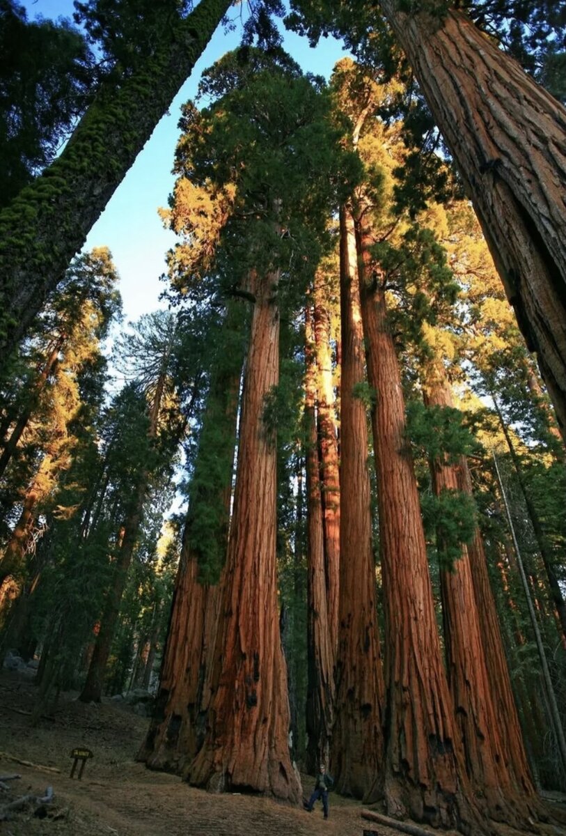 Высокие деревья в америке