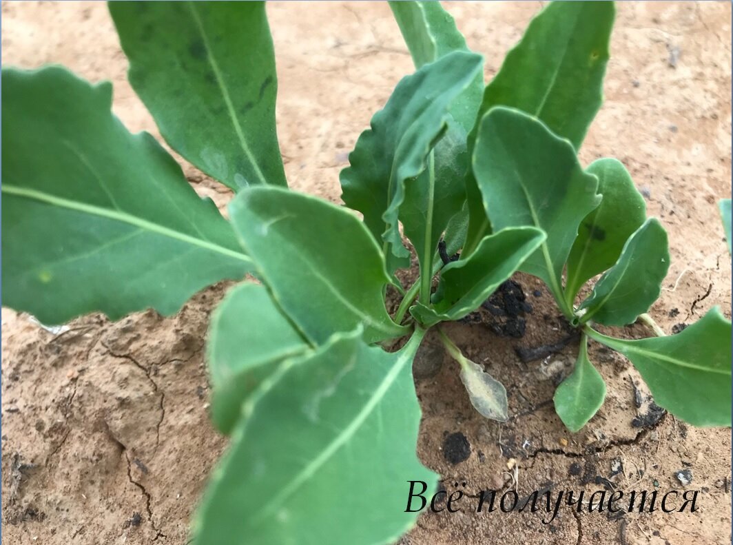 Вайда красильная, или Усьма (Isatis tinctoria)