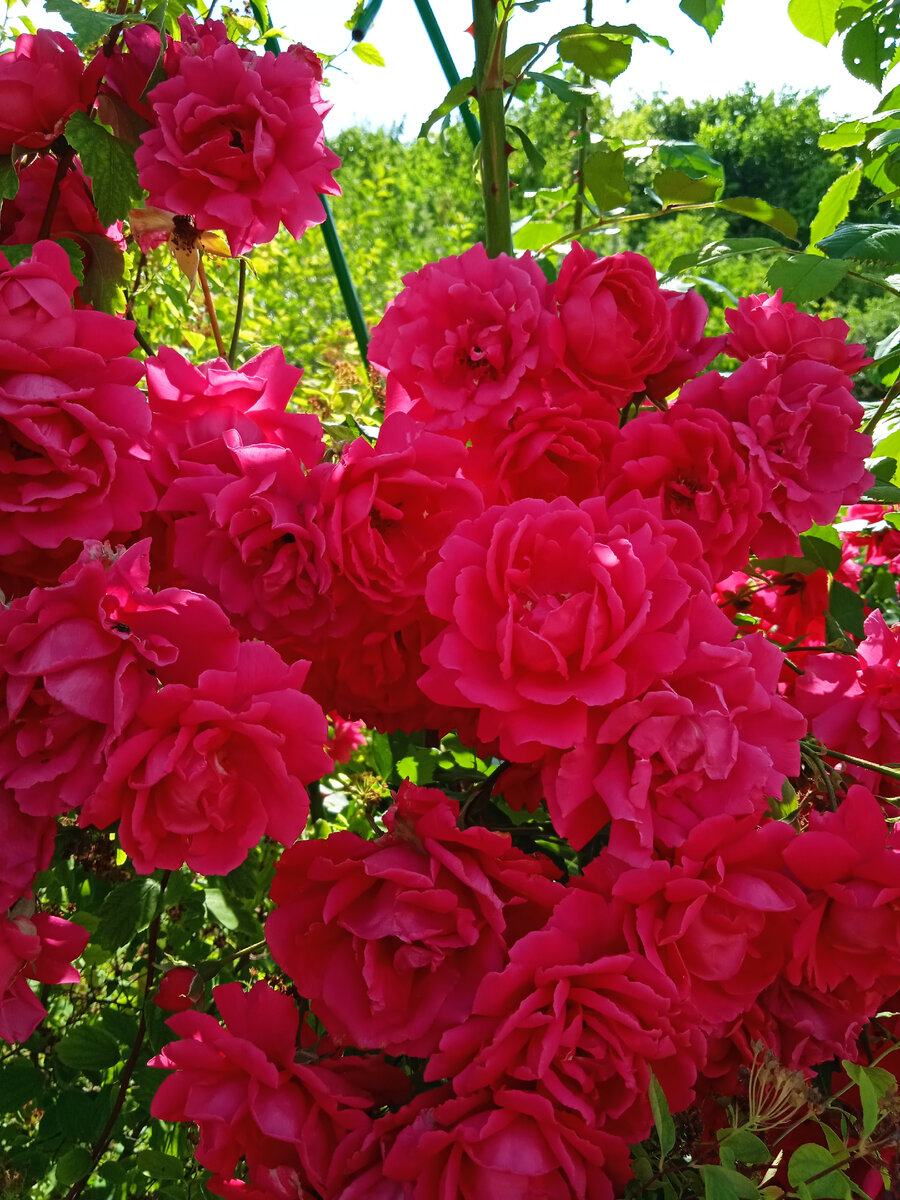 Плетистая безымянная роза - рамблер. 