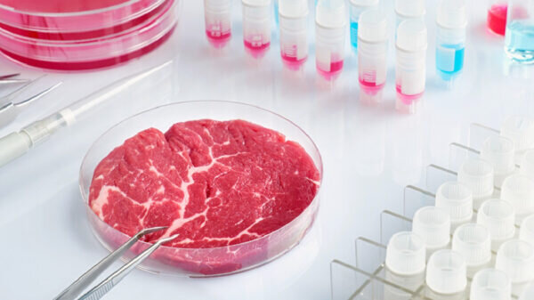    В недалеком будущем нам придется есть мясо из пробирки