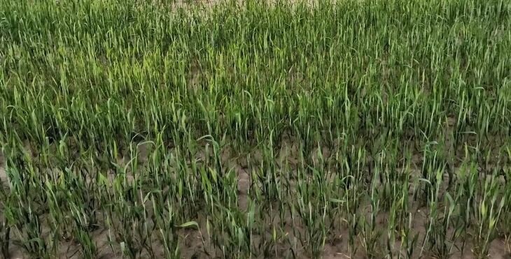    Многолетняя пшеница как новая покровная культура и премиальное зерно