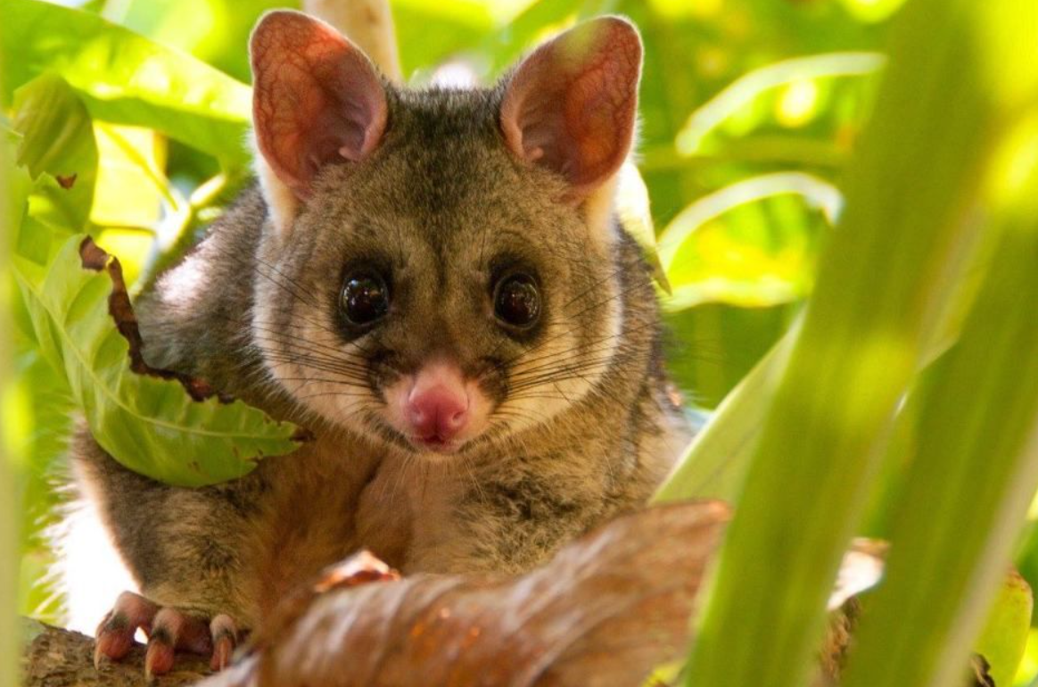 Лисий кузу. Фото: bc.net.au