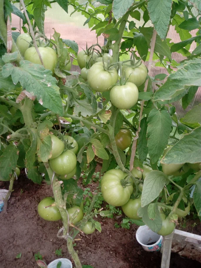 Зеленые помидоры, которые не хотят краснеть