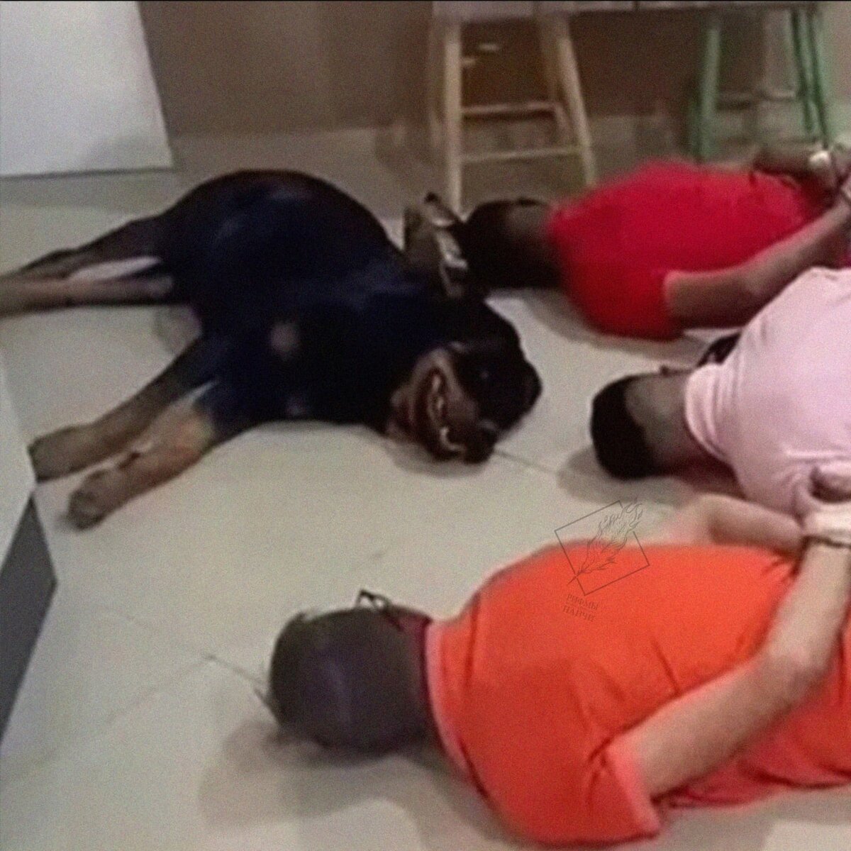 Агент под прикрытием 🐶