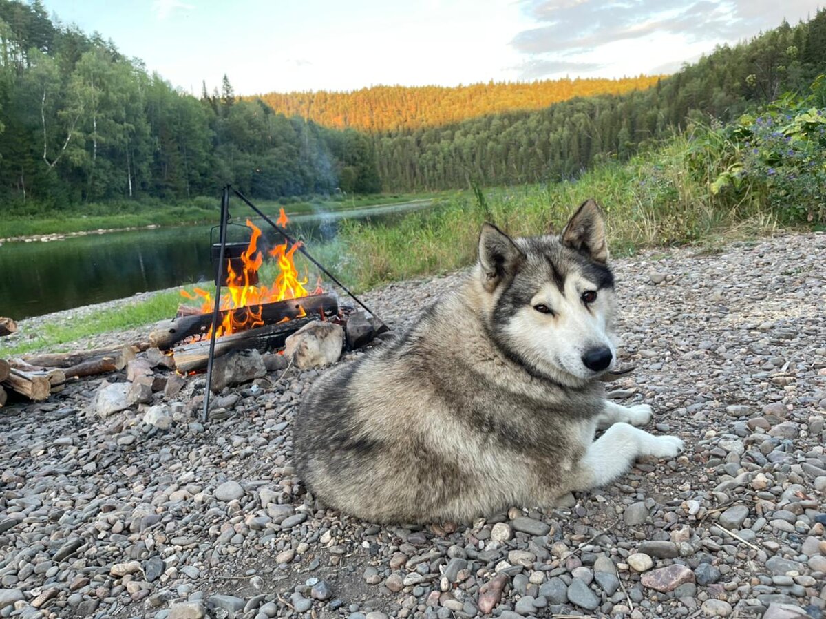 Спокойный и счастливый взгляд собаки