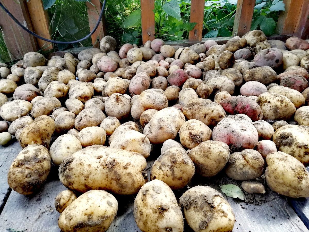 Картофель у меня не идеальный, но от проволочника я почти избавился! 