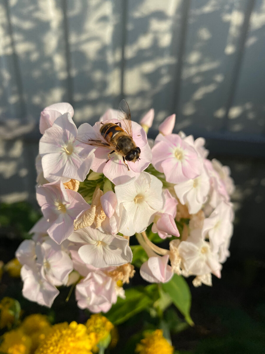 Личное фото 