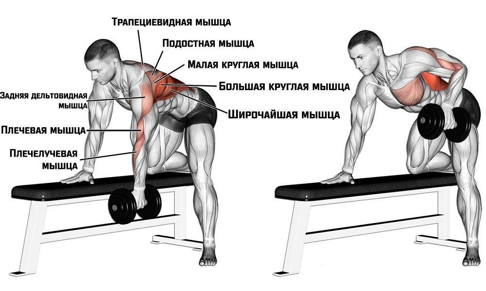 Как качать широчайшие мышцы спины в тренажерном зале