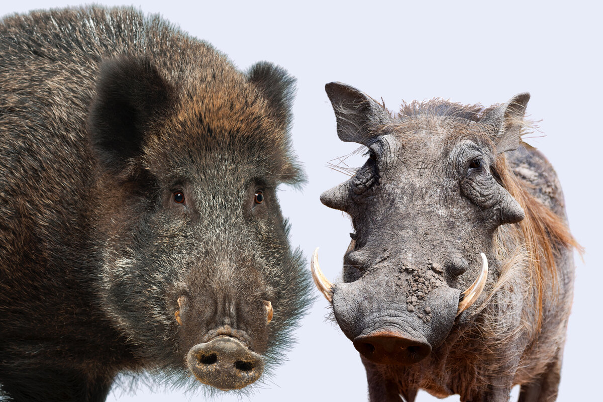 Коллаж автора.