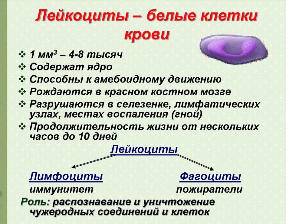 Организмы клетки которых не содержат ядро называются. Лейкоциты биология 8 класс. Белые клетки крови строение. Функции лейкоцитов 8 класс биология. Лейкоциты белые клетки крови.