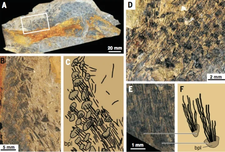 Разные типы перьевых структур у кулиндадромеуса. 