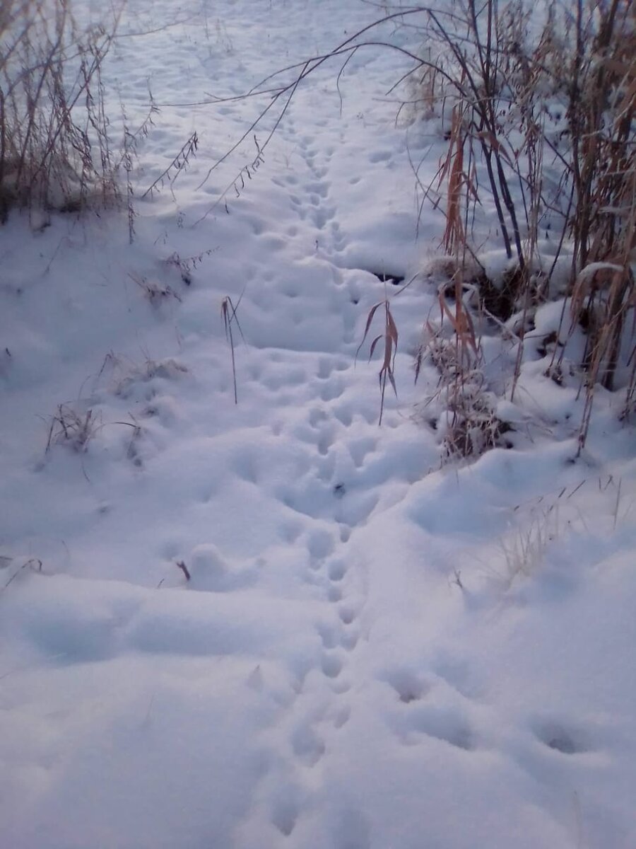 Тут уже не разберёшь - то ли  лисьи, то ли кошачьи тропы натоптаны )