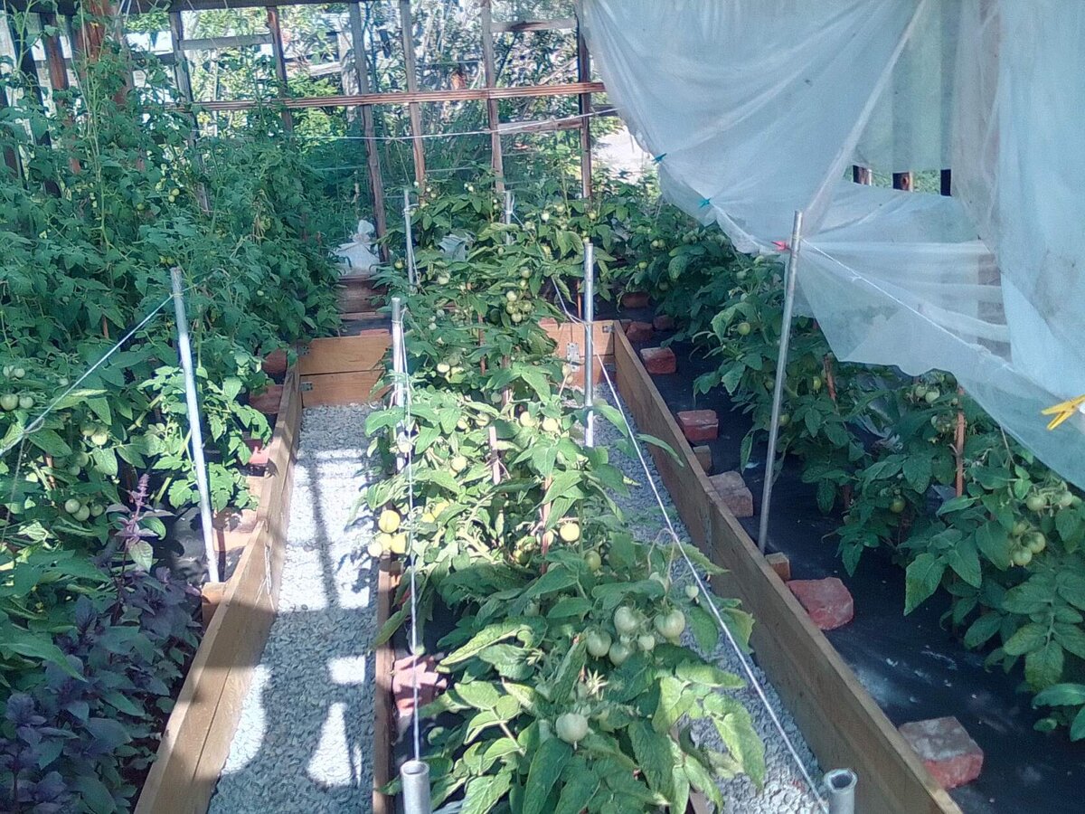 защита томатов в теплице от палящего солнца