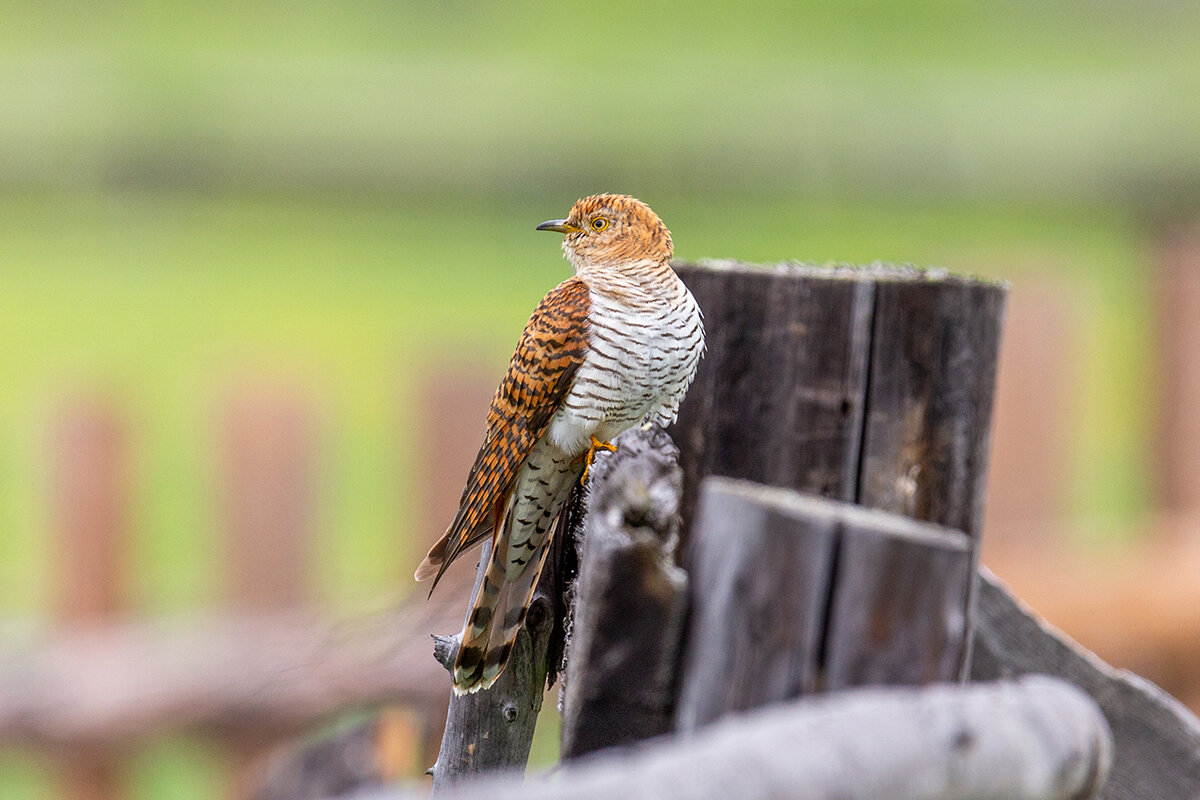 Кукушка, самка