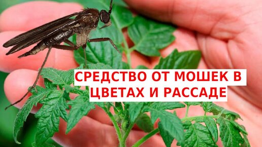 Средства от мошек на цветах и рассаде