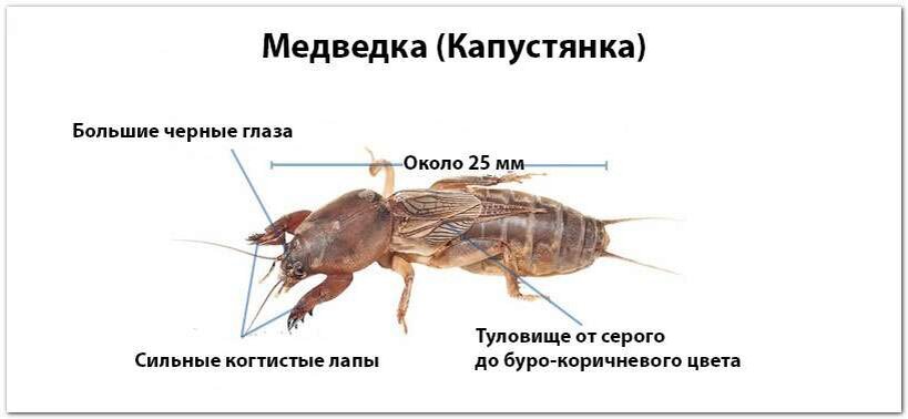 Стадии развития медведки в картинках