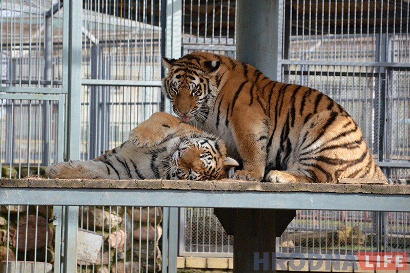 В 2016 году у пары амурских тигров Шерхана и Тайги появилось пополнение, что стало необычным явлением для гродненского зоопарка. Планировалось, что через несколько месяцев тигрята Хельга и Губерт отправятся по международной программе в другие зверинцы, но это не произошло. Только сейчас животным нашли новый дом. Покинут Гродно тигрята через несколько дней. На фото Хельга и Губерт.