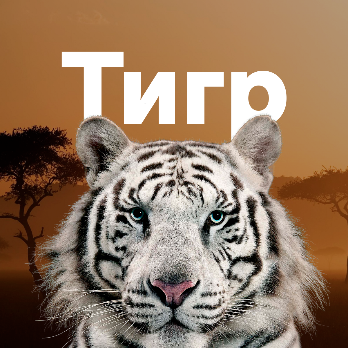 Картинка мой тигр