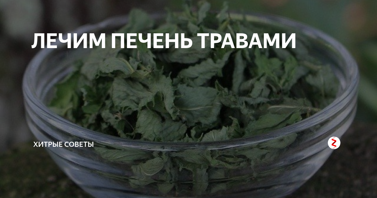 ЛЕЧИМ ПЕЧЕНЬ ТРАВАМИ | Хитрые советы | Дзен