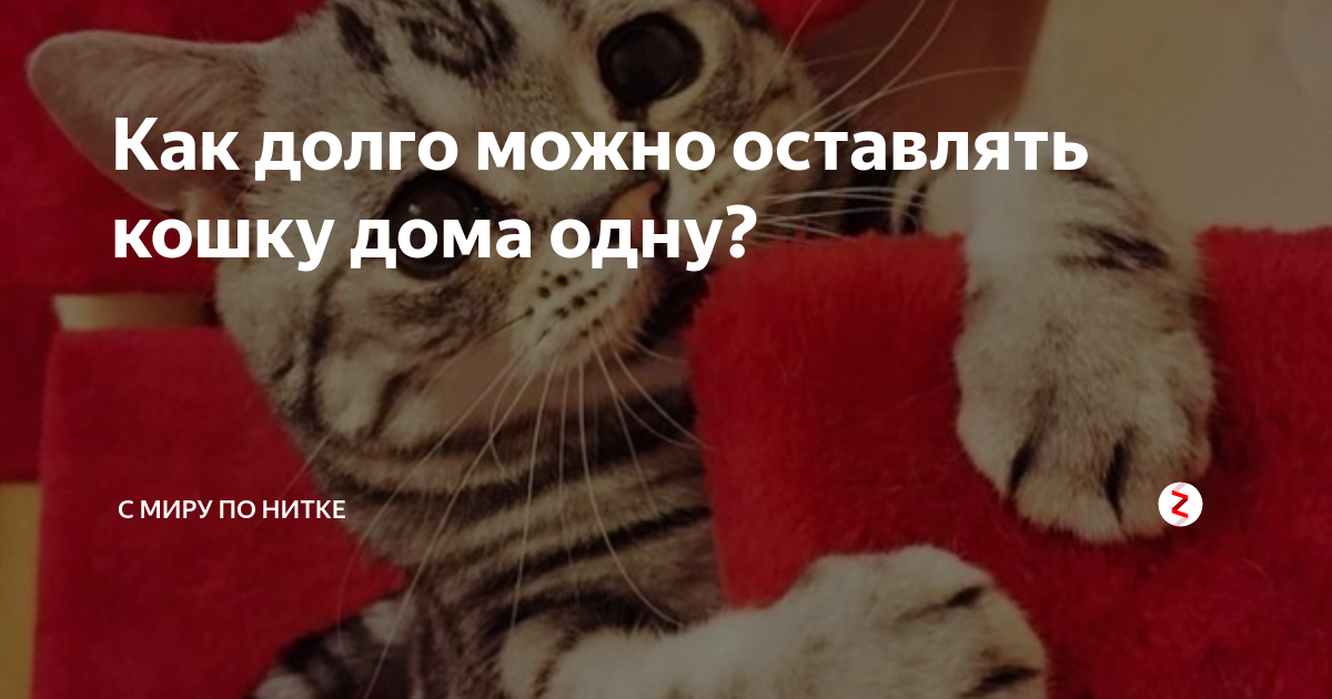 Оставить кошку одну на неделю можно. Оставить кошку на 3 дня дома одну можно ли. Можно ли одних оставлять оставлять кошек дома сиамскую. Можно ли кошку оставлять одну дома на 7 дней. Можно ли одних оставлять оставлять кошек дома лысаю.