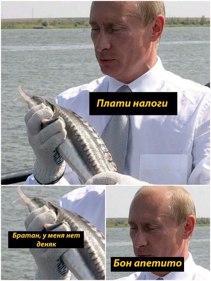 Картинка путин плати налоги