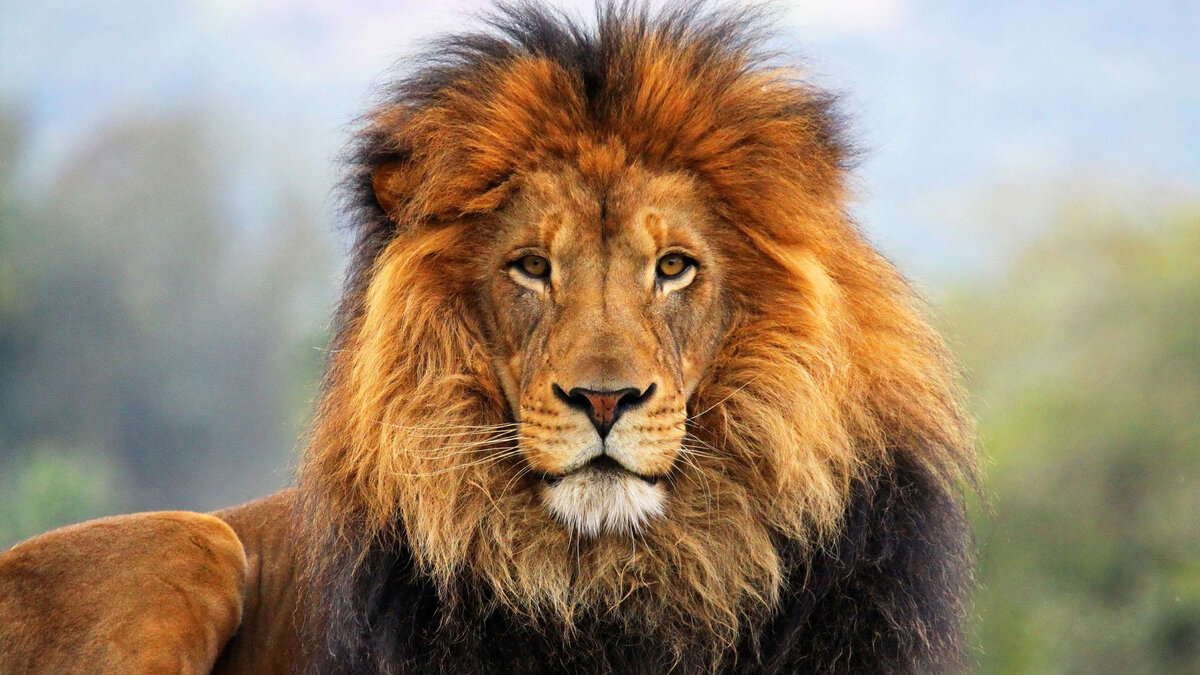 Лев, царь зверей