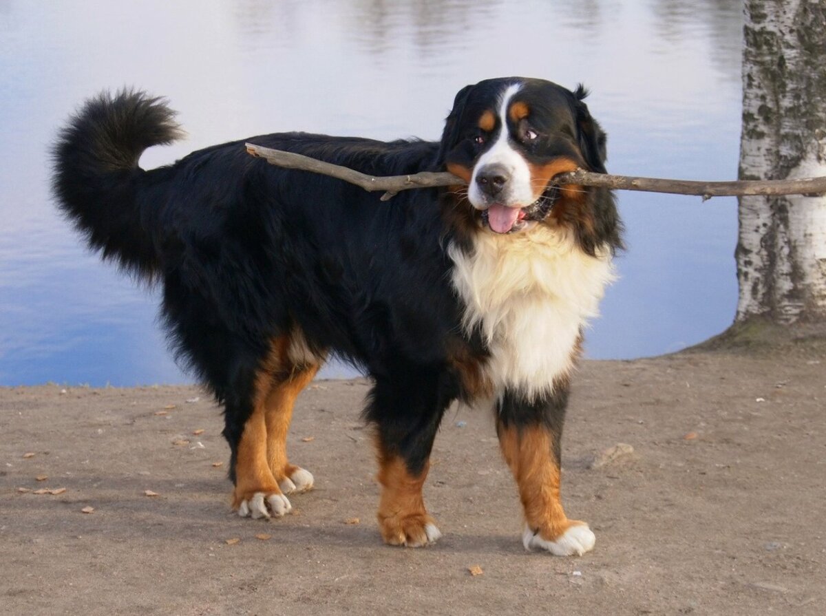 Как спрясть шерсть зенчика . Наглядные фото процесс прядения собачьей шерсти. Для чего это надо ?