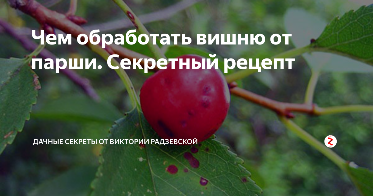 Болезни вишни и черешни описание