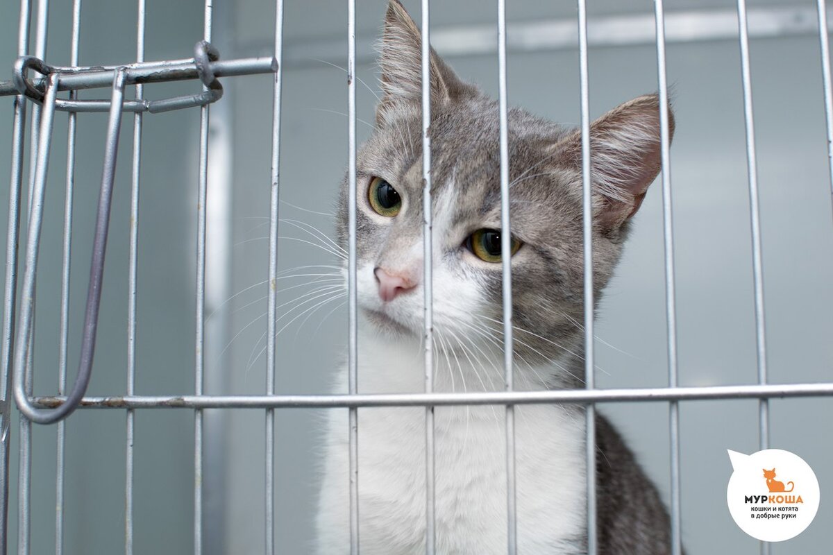Приют кот матроскин пермь. Adoption центр для кошек «муркоша». приют матроскин. кот матроскин приют пермь. приют для кошек матроскин.