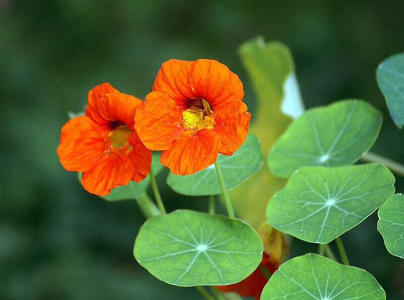 Настурция. Цветы Tropaeolum majus. Настурция большая (Tropaeolum majus).