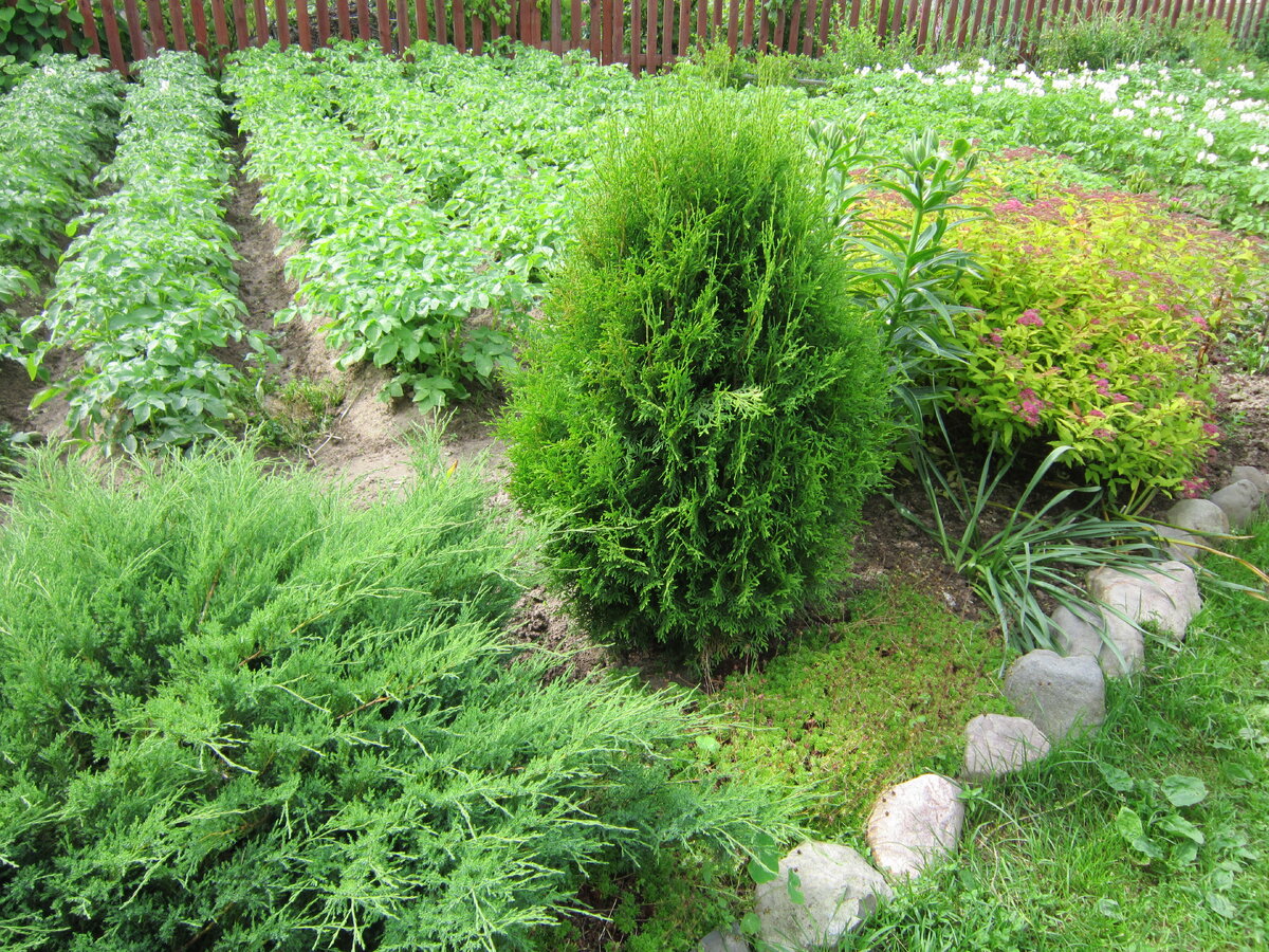 Для подкормки  растений в саду мы пользуемся всевозможными удобрениями. Весной применяем средства, которые обеспечивают хороший рост зеленой массы, дают толчок для дальнейшего развития растений.