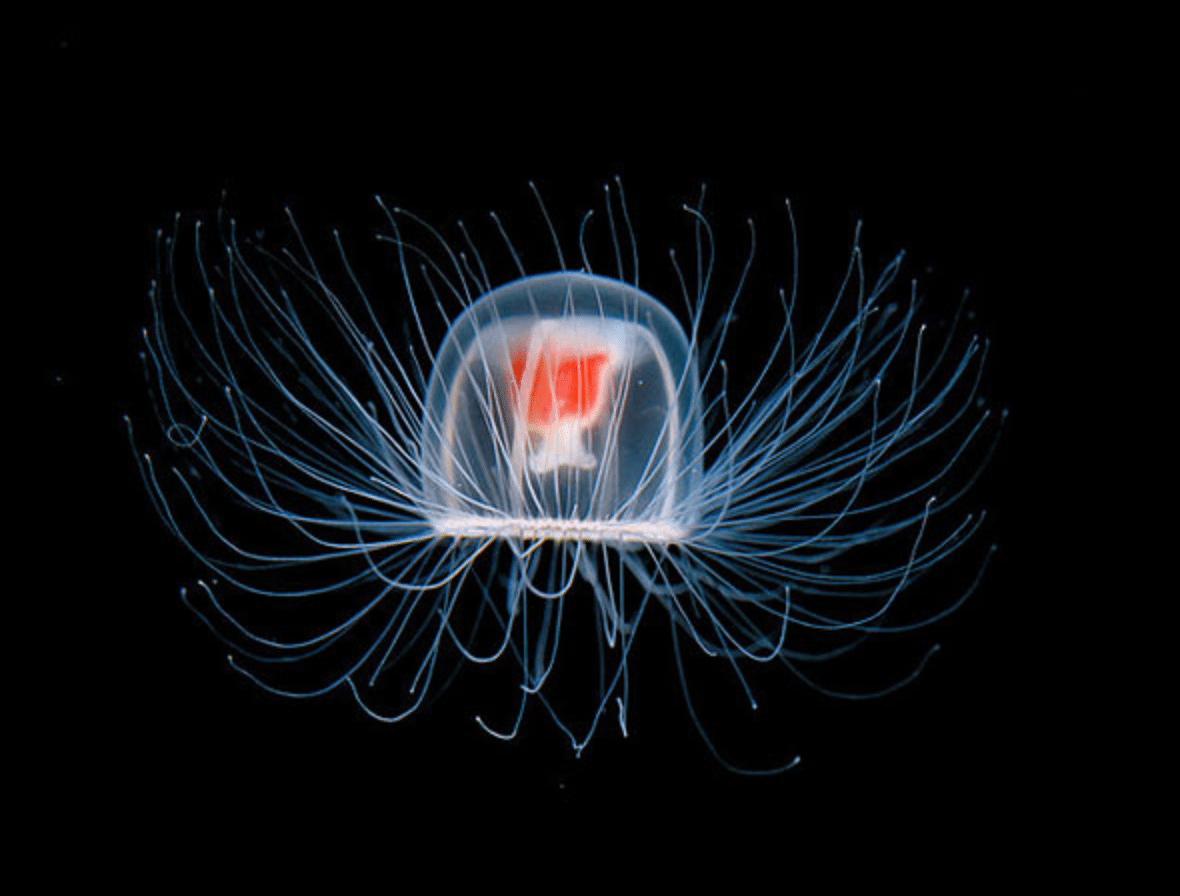 Turritopsis dohrnii или Бессмертная медуза.