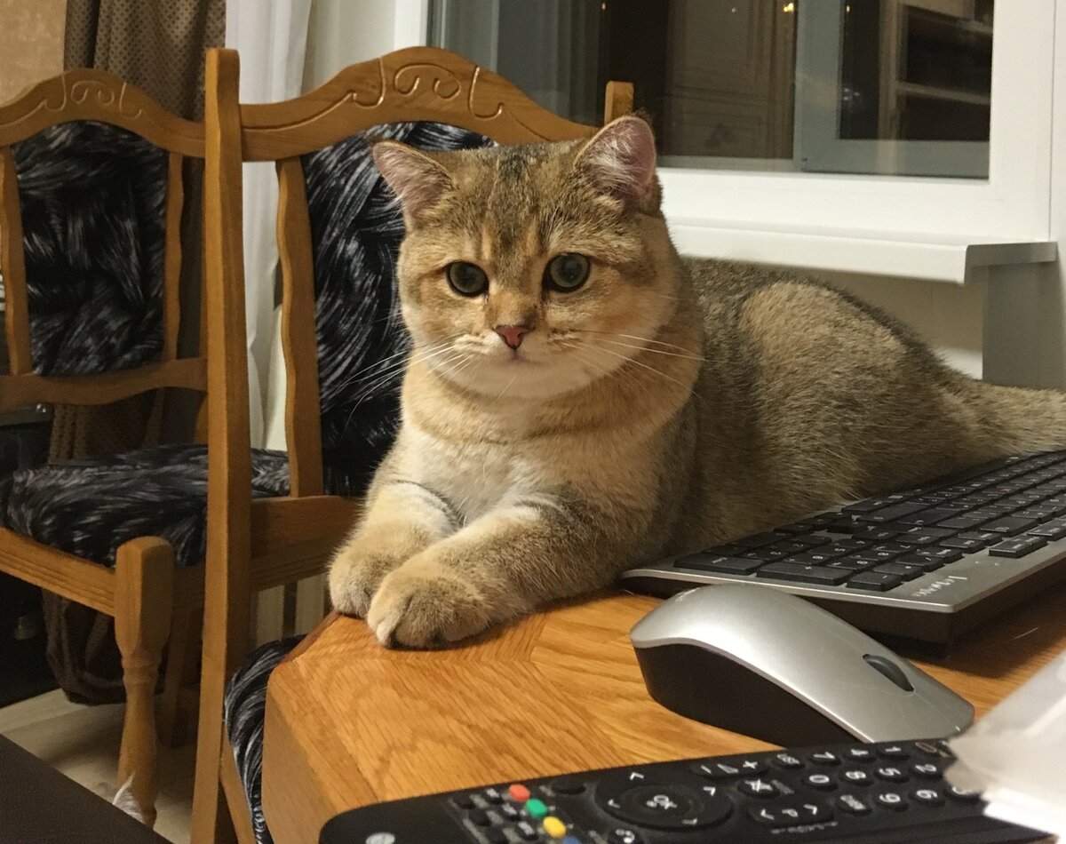 
Фото: Британский котенок
