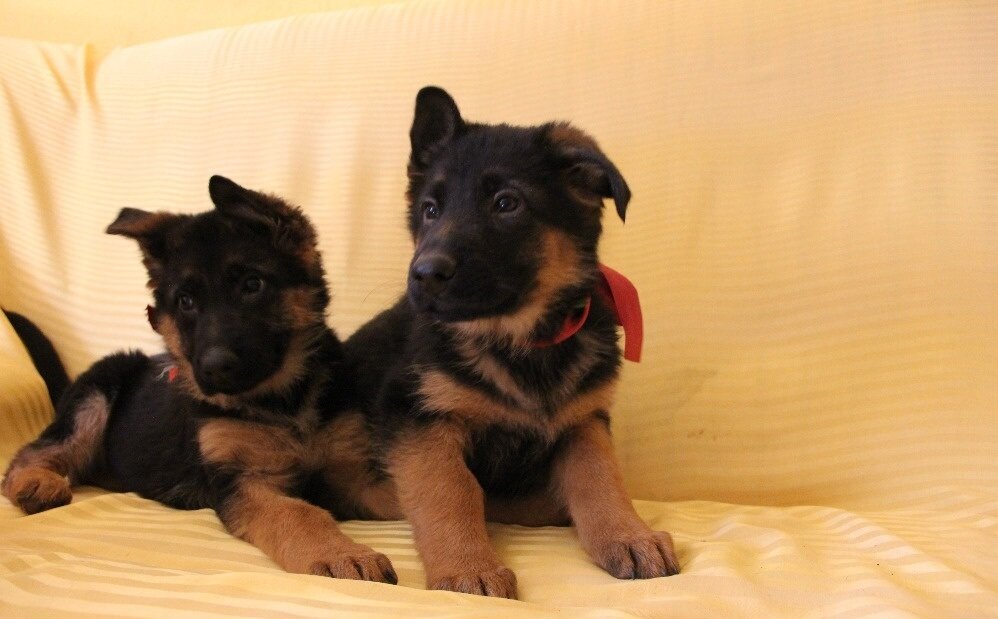 (фото не мое, взято из сети. Примерно такими были щенки)