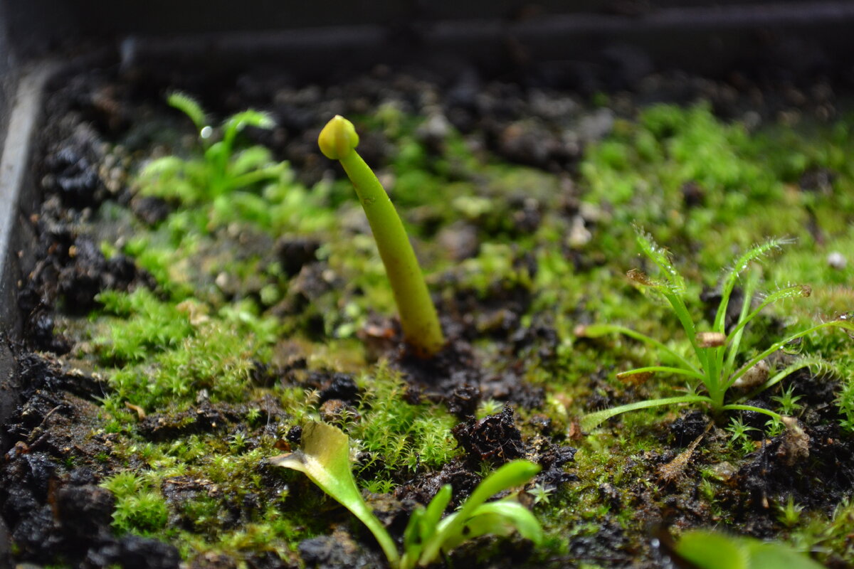 Цветонос через минуту после попадания в грунт