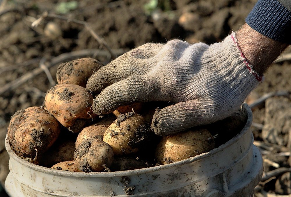 Первый урожай картофеля. Выкапывание картофеля. Уборка урожая картофеля. Выкопали картофель. Копка картофеля.