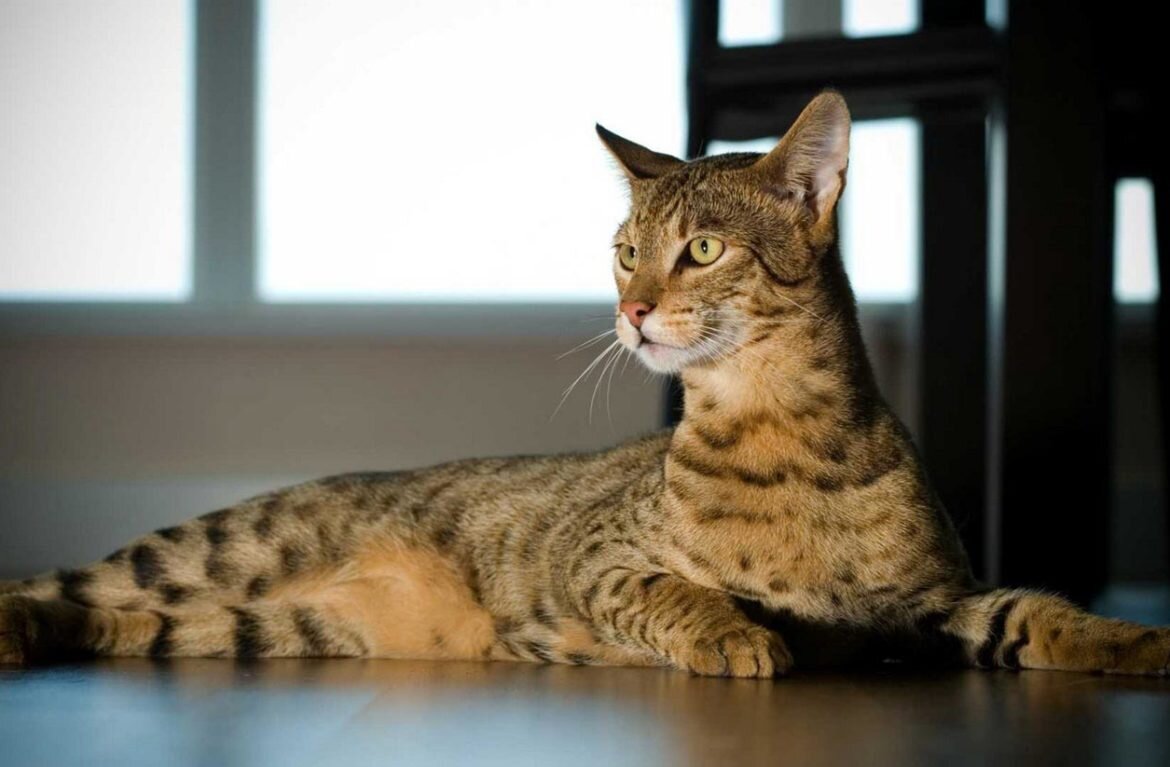 Царь всех кошек - Ашера