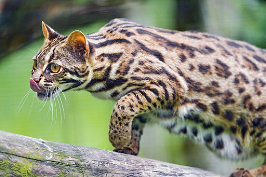 Азиатская леопардовая кошка + фото — вторсырье-м.рф